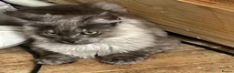 Maine Coon cats for sale: Black smoke Maine coon kittens - Advert 16