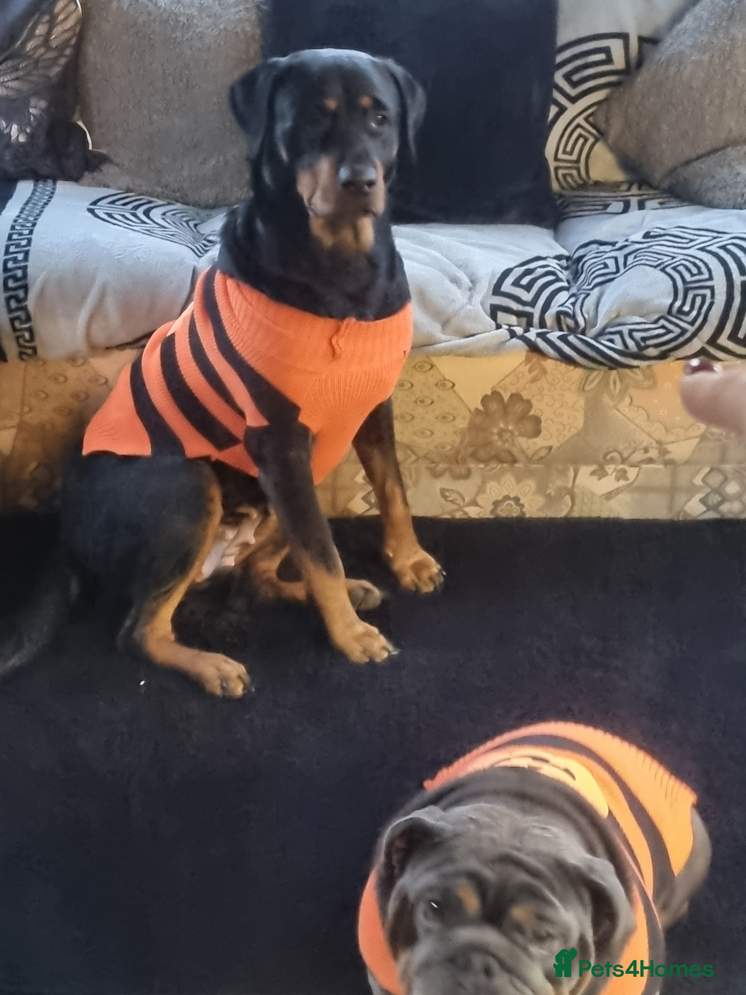 Rottweiler dogs 4yr old rottweiler bitch - Advert 2