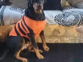 Rottweiler dogs 4yr old rottweiler bitch - Advert 1