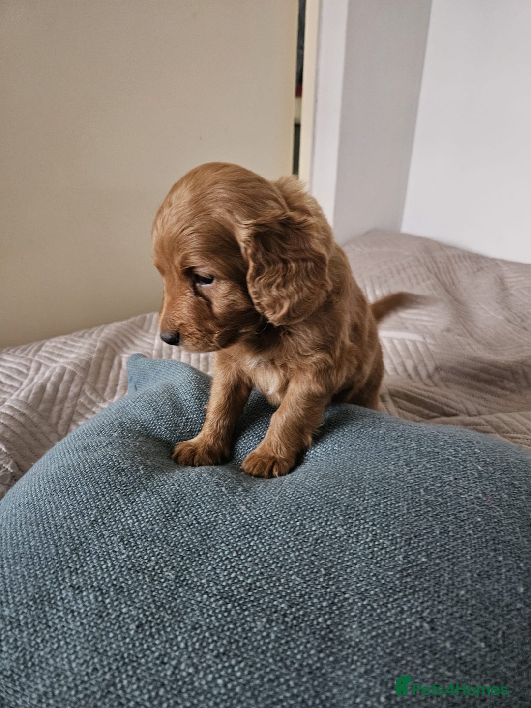 Cockapoo dogs for sale: Gorgeous cockapoo puppies, 2 boys and 2 girls - Advert 2