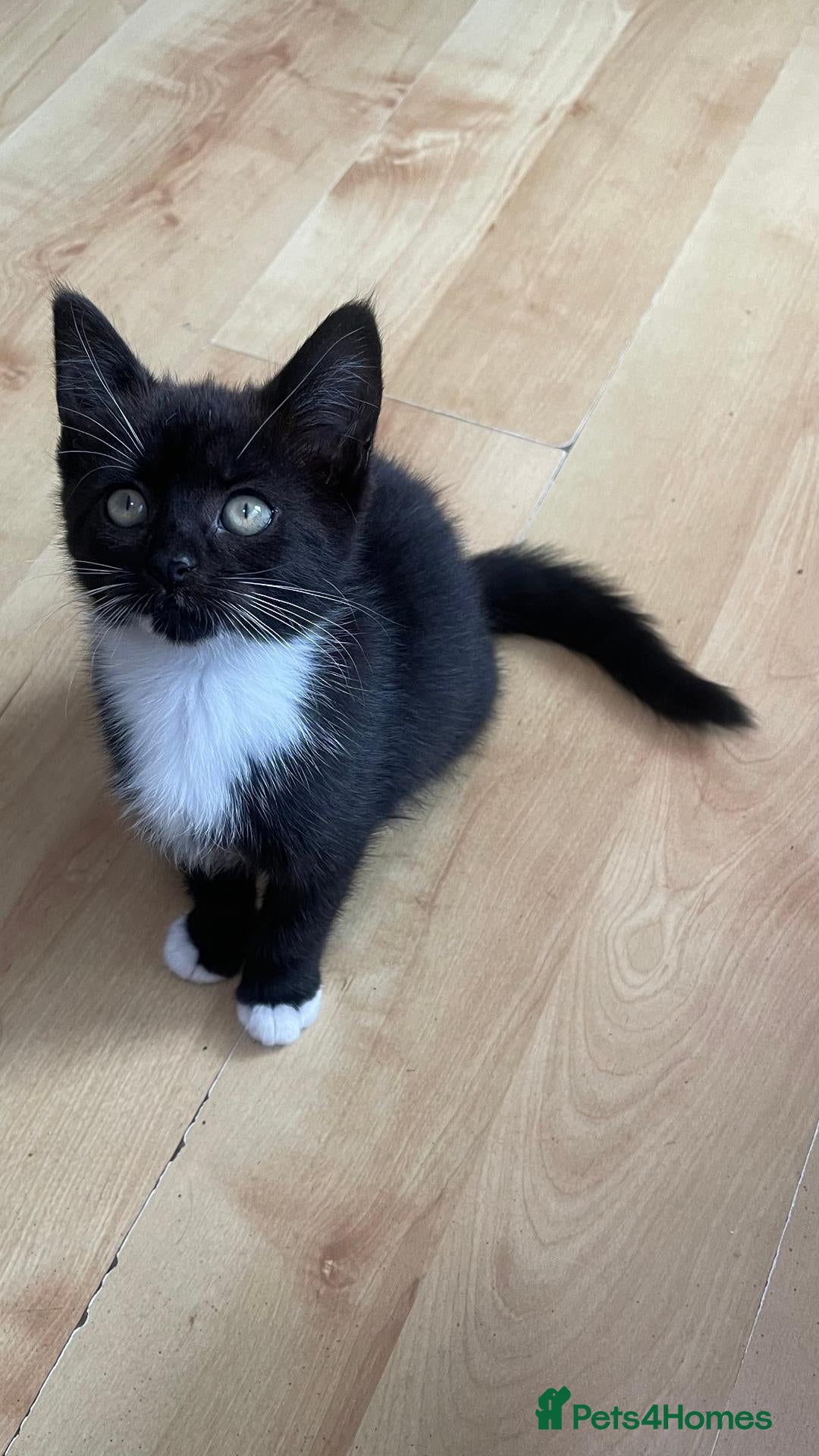 Mixed Breed cats 1 Female Kitten Left  - Advert 2