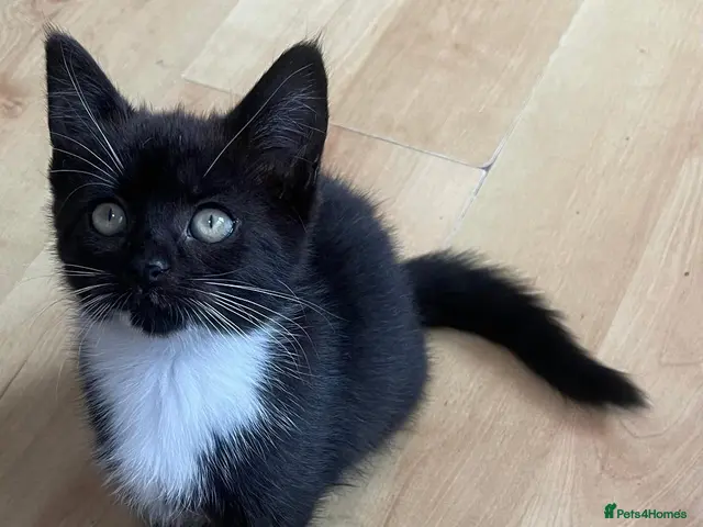 Mixed Breed cats 1 Female Kitten Left - Advert 3