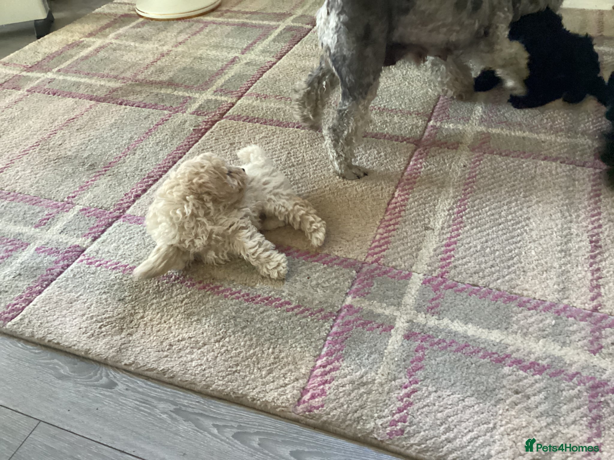 Toy Poodle dogs Kennel club pupps - Advert 4