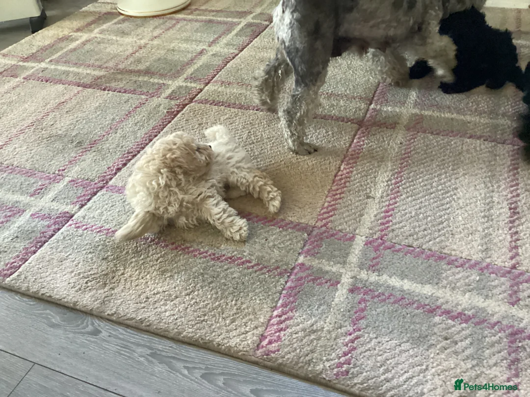 Toy Poodle dogs for sale: Kennel club pupps - Advert 1