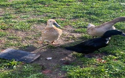 Ducks poultry for sale: Duck for sale - Advert 3