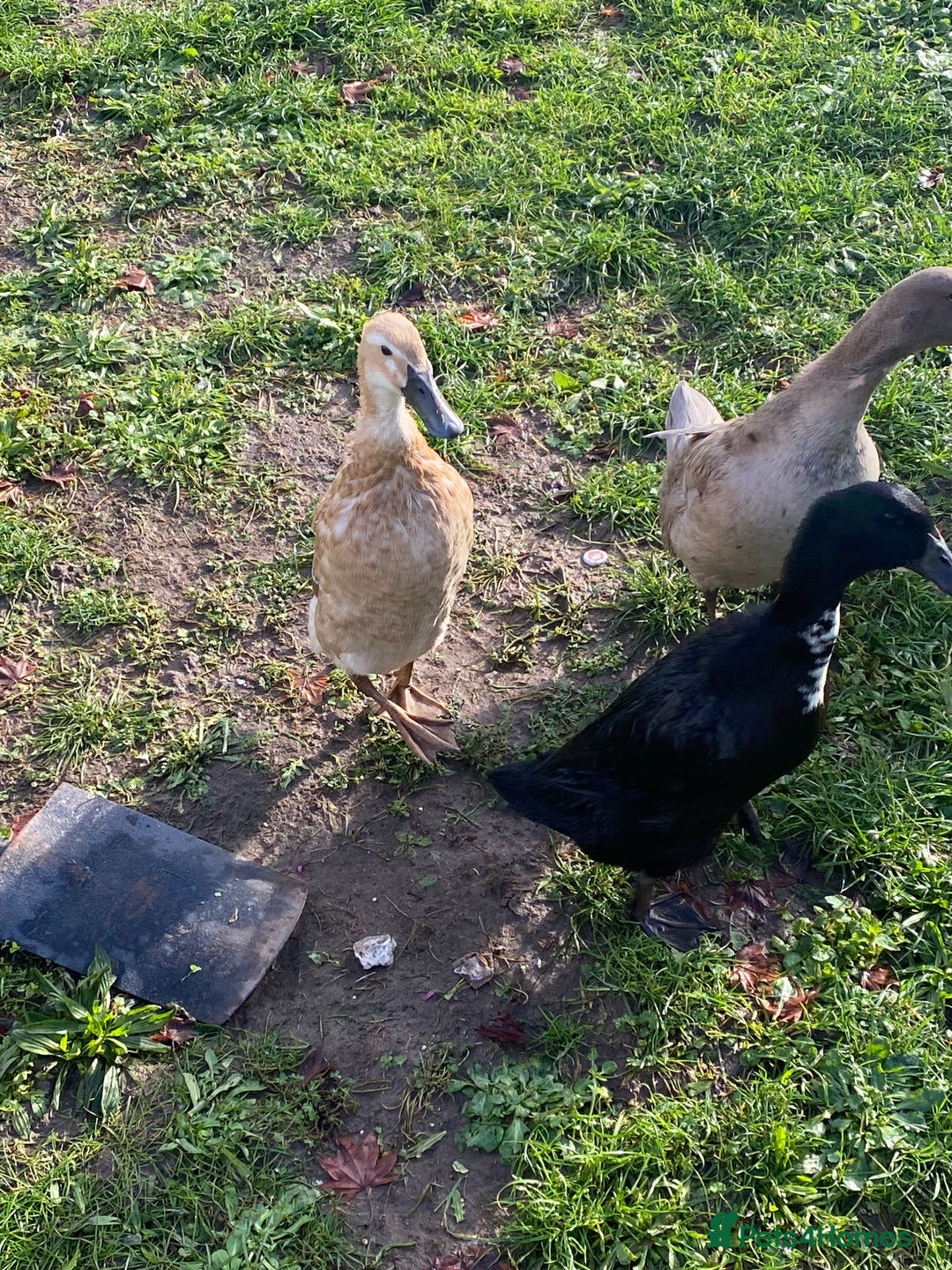 Ducks poultry for sale: Duck for sale - Advert 3