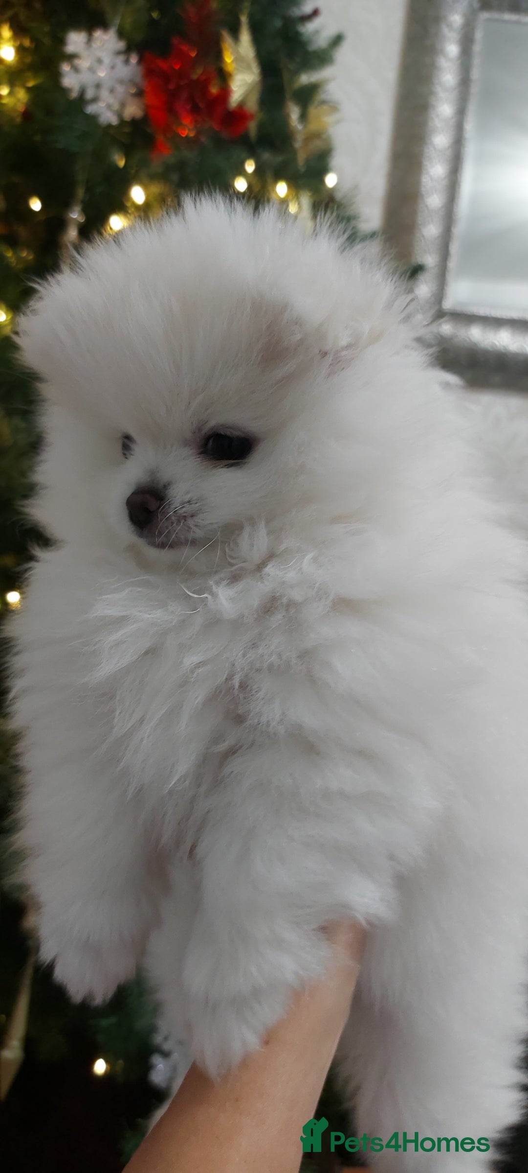 Pomeranian dogs for sale: Russian baby pomeranian(only one girls left) 💕💝  - Advert 4