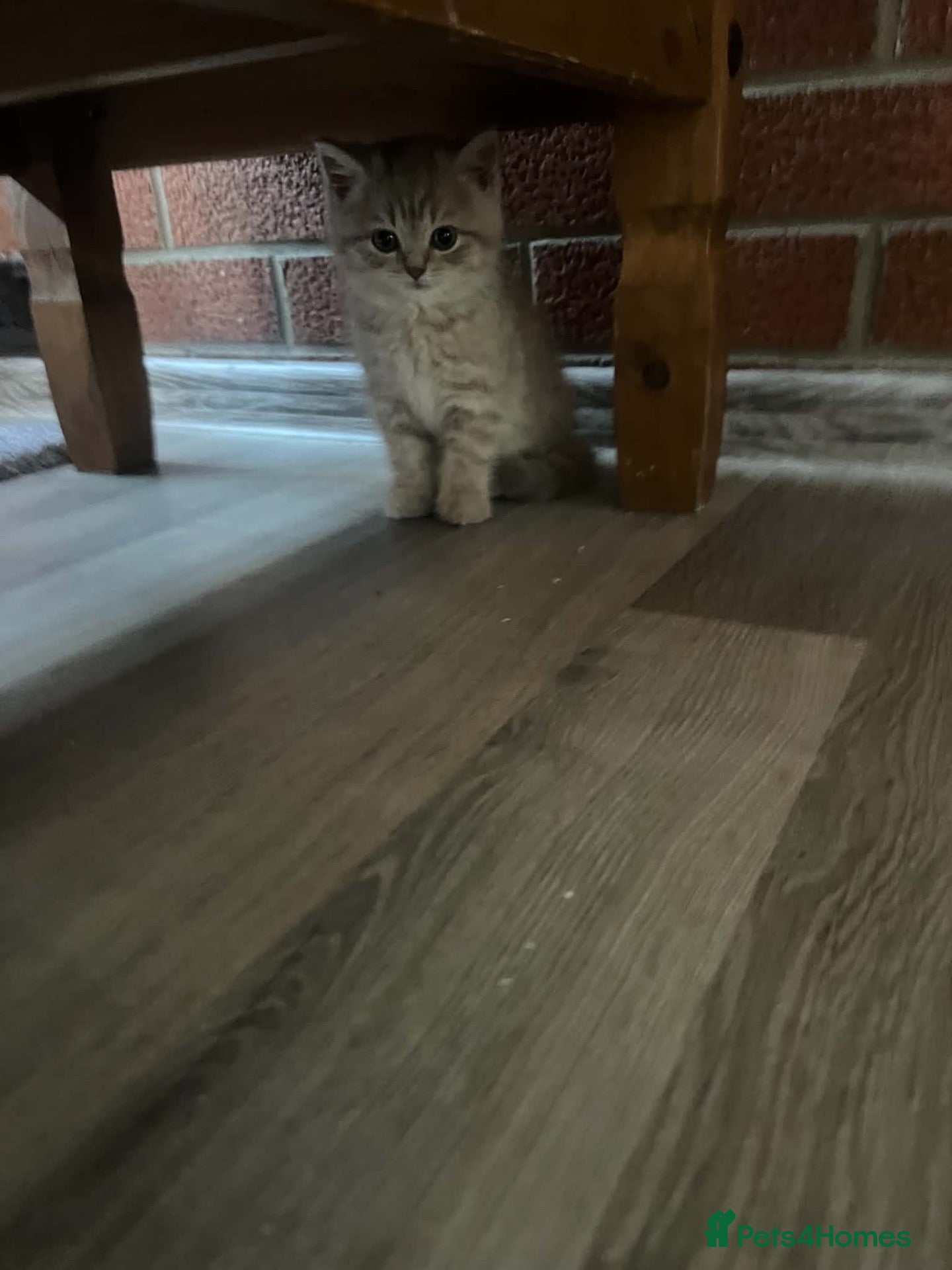 Scottish Fold cats Exceptional litter of Scottish fold/ straight😍😍 - Advert 1
