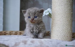 Scottish Fold cats for sale: Scottish Fold kittens  - Image 4