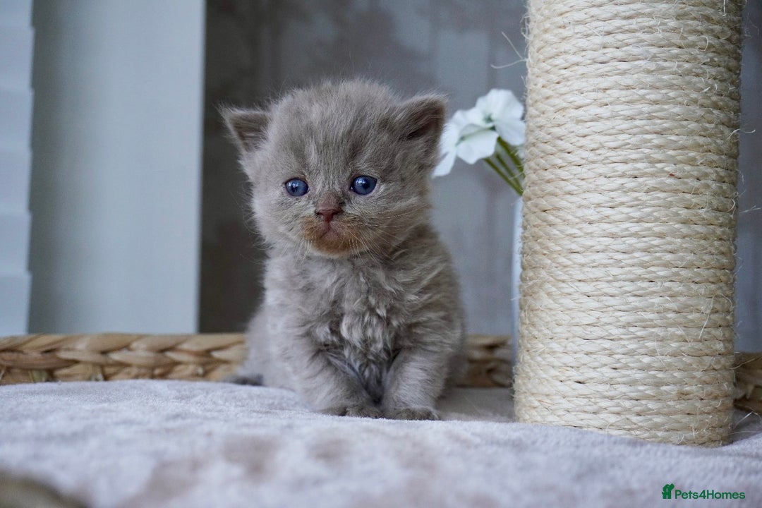 Scottish Fold cats for sale: Scottish Fold kittens  - Image 4