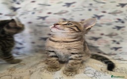 Maine Coon cats for sale: Maine coon x kittens - Image 3