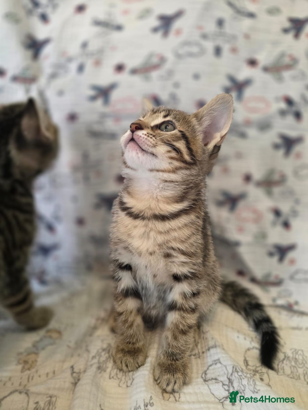 Maine Coon cats for sale: Maine coon x kittens - Image 3
