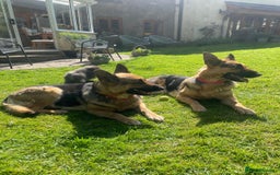 German Shepherd dogs for sale: Straight back short coat female GSD - Image 11