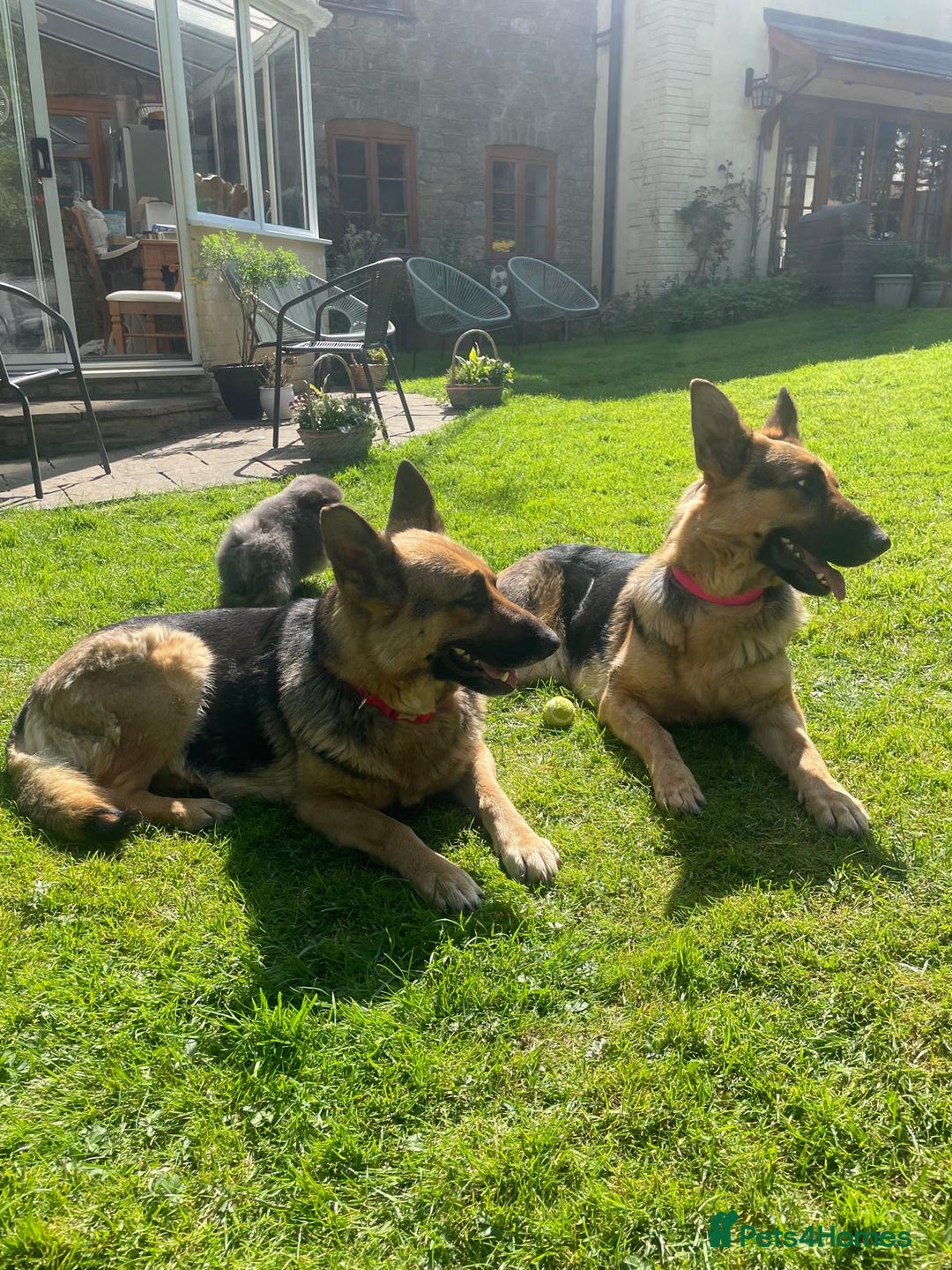 German Shepherd dogs for sale: Straight back short coat female GSD - Image 11