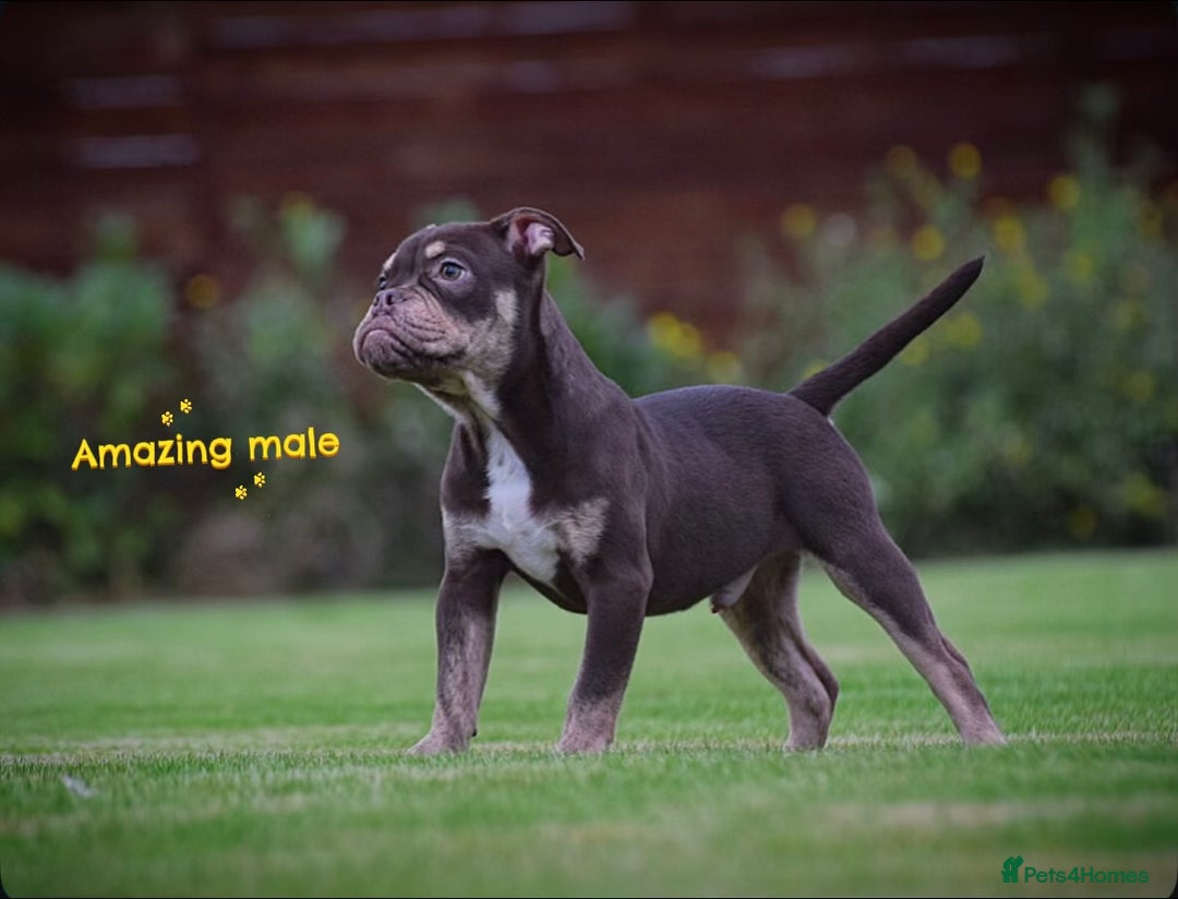 Old Tyme Bulldog dogs for sale: COUNCIL APPROVED⭐️5⭐️LICENSED.23 YEARS EXPERIENCE  - Advert 14