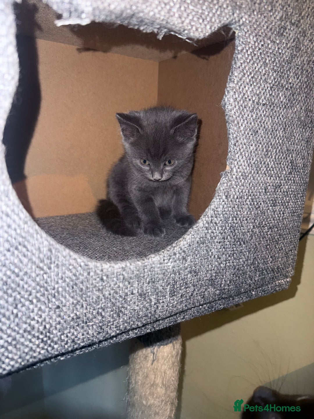 Russian Blue cats for sale: One blue male kitten  - Image 2