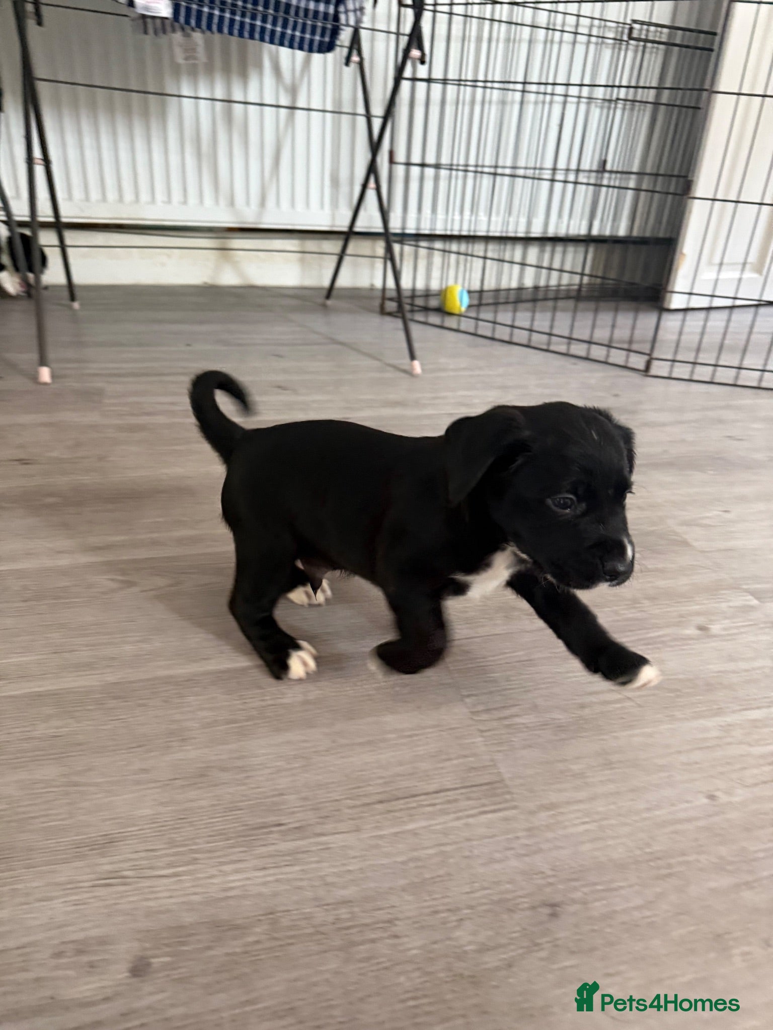 Cockerdor dogs 7 Cockerdor puppies  - Advert 2