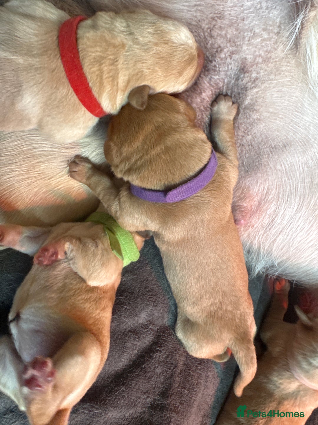 Labrador Retriever dogs for sale: Labrador puppy for Christmas? Dog for life - Image 8