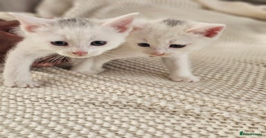 Russian Blue cats - Advert 1