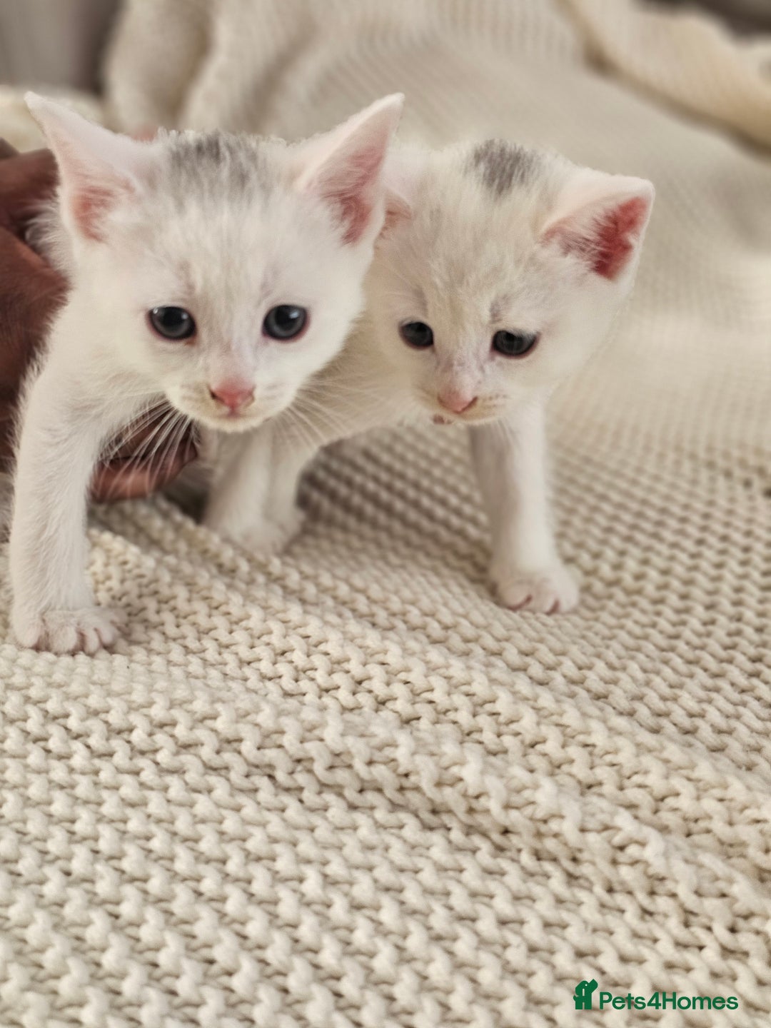 Russian Blue cats for sale: Beautiful Russian Blue cross kittens  - Image 2