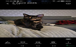 Mixed Breed cats for sale: Kittens - Image 9
