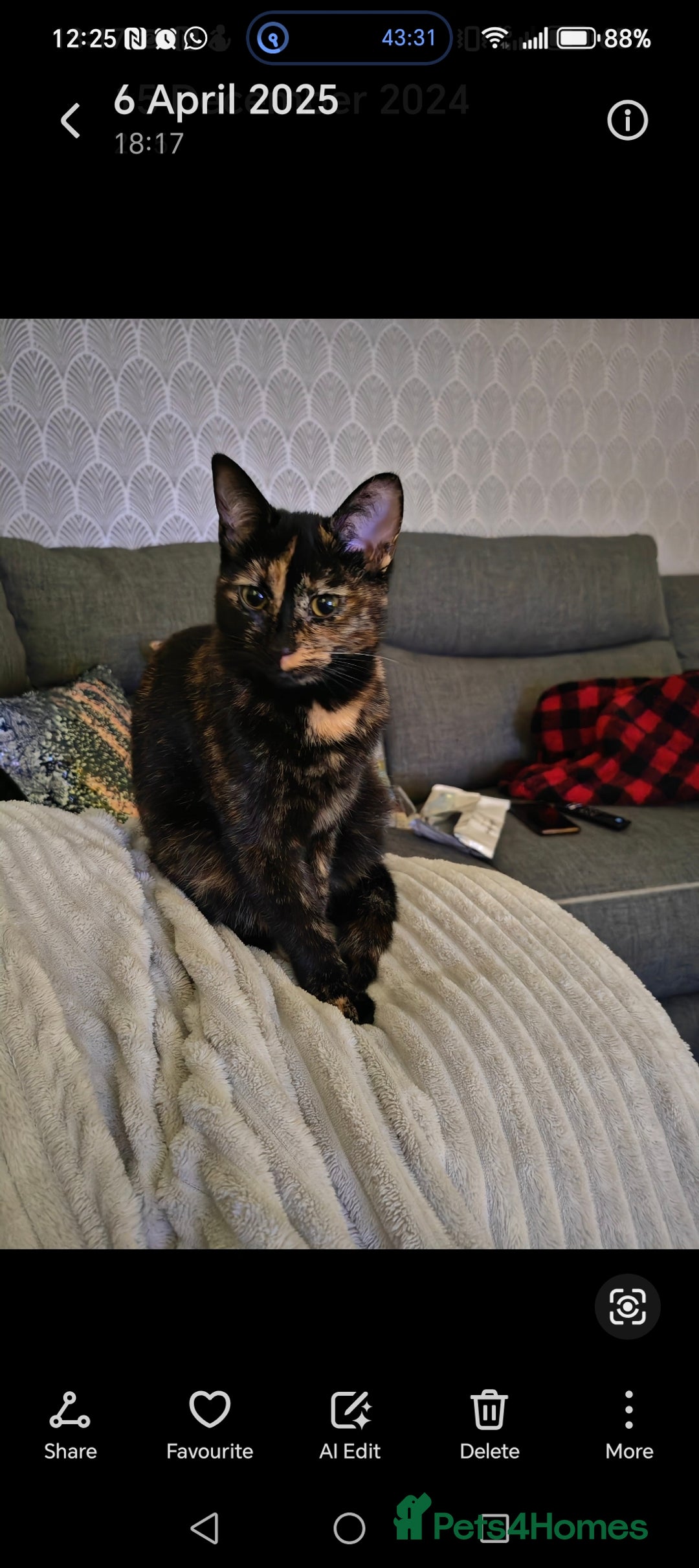Mixed Breed cats for sale: Kittens - Image 9