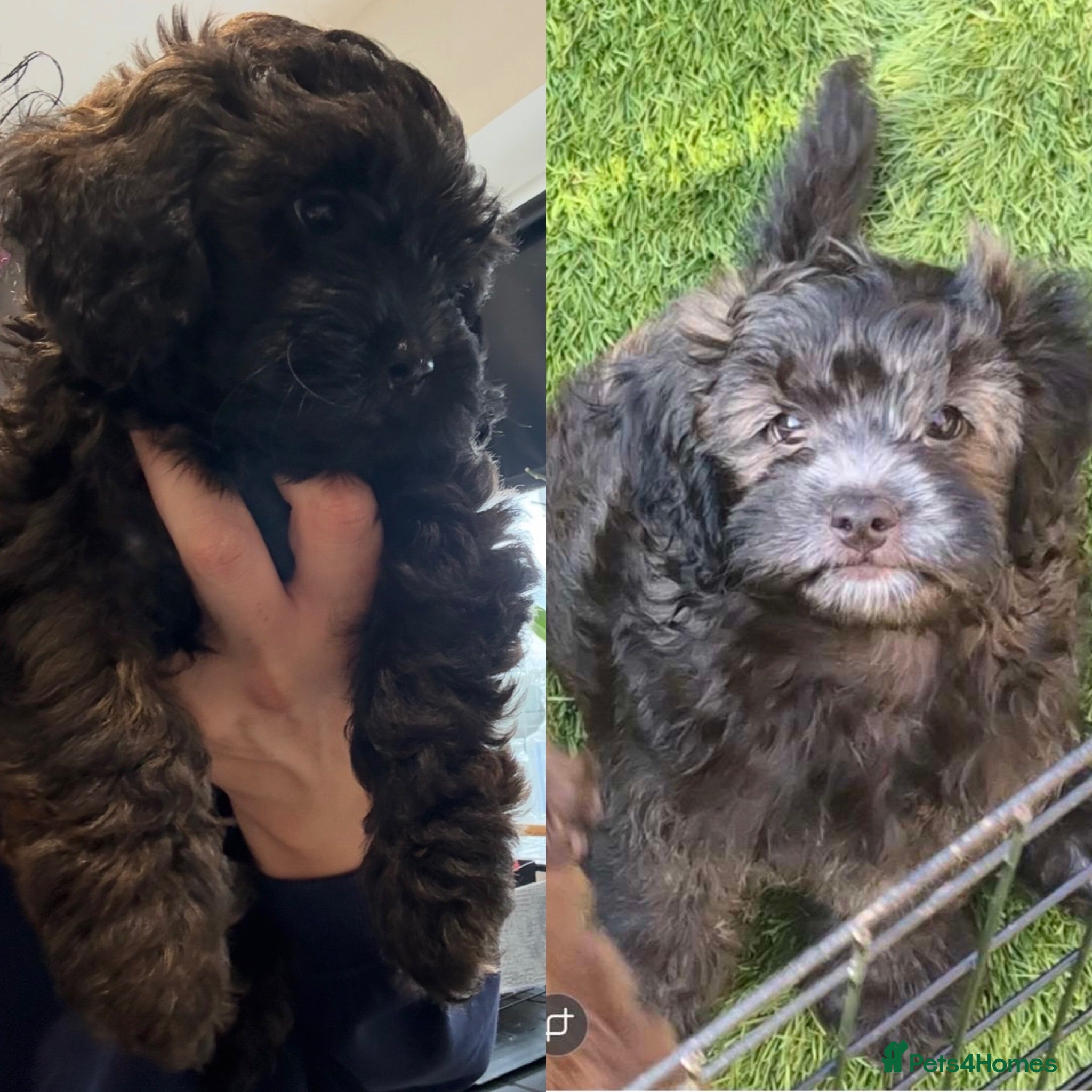 Shihpoo dogs READY NOW! 🧸🤎 Adorable F1B Shihpoo puppies  - Advert 2