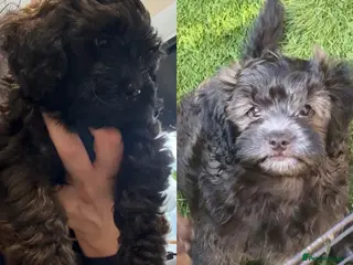 Shihpoo dogs READY NOW! 🧸🤎 Adorable F1B Shihpoo puppies - Advert 4