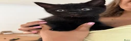 Domestic Shorthair cats for sale: black kitten for sale in Reading - Advert 8