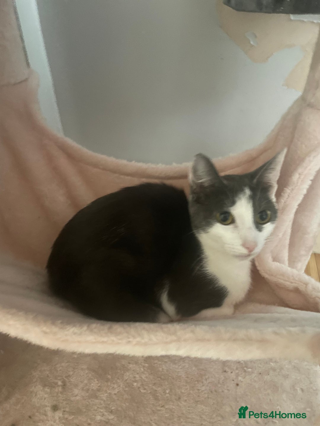 Oriental cats for sale: Romulus/babycat  - Advert 4