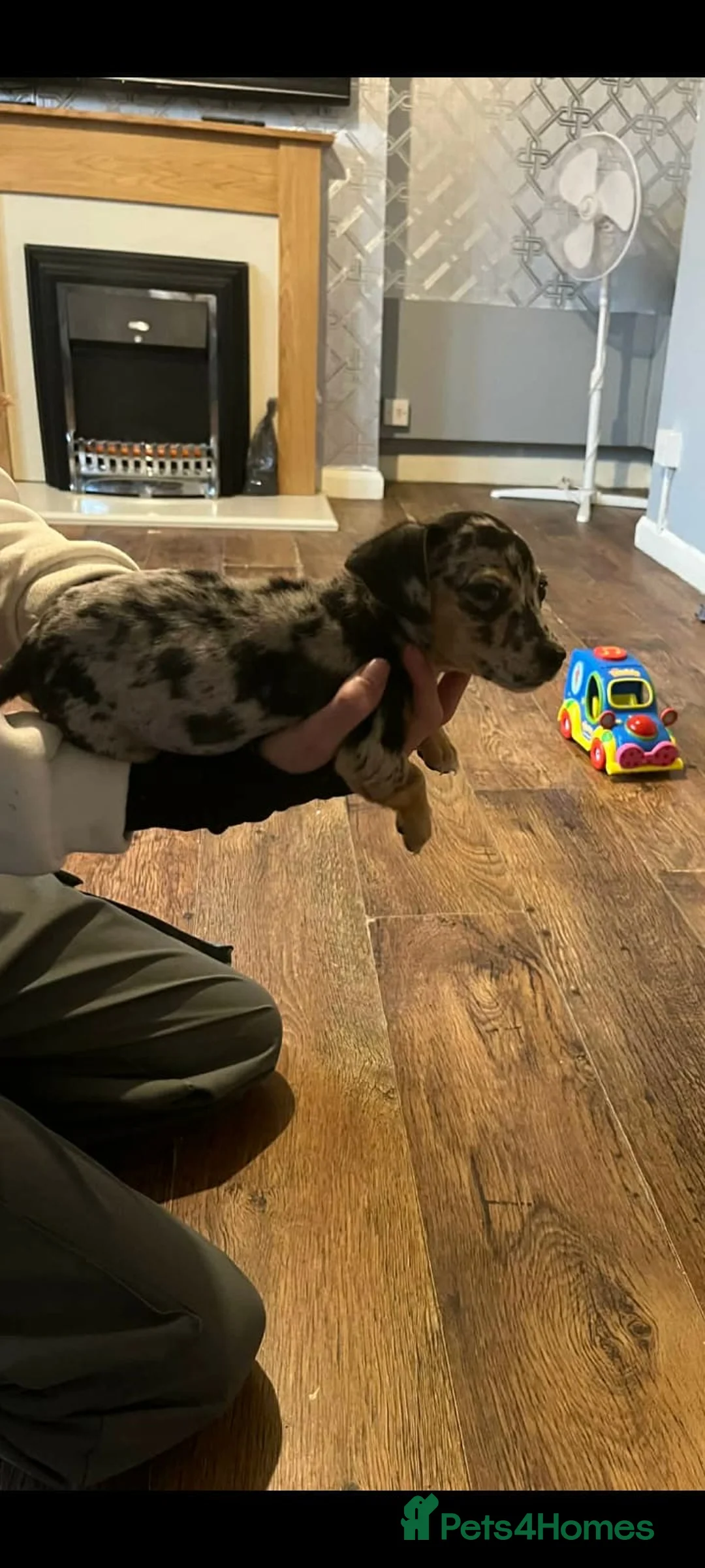 Jackshund dogs for sale: Dachshund cross merle  - Advert 3
