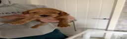 Cavapoo dogs for sale: F1b cavapoos health tested parents - Advert 6