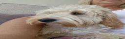 Cockapoo dogs for sale: Cream male cockapoo - Advert 6