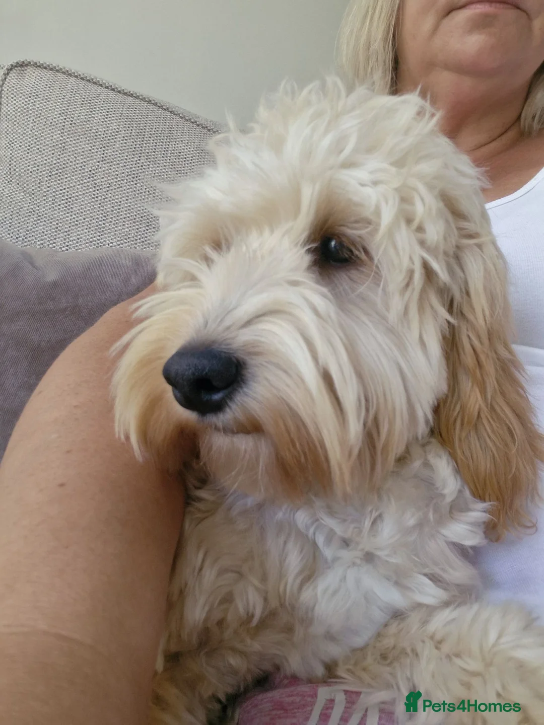 Cockapoo dogs for sale: Cream male cockapoo - Advert 6