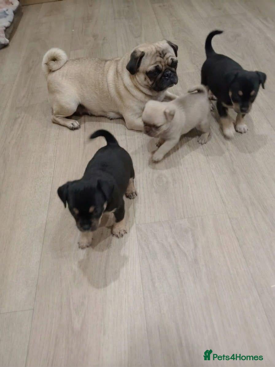 Jug dogs for sale: Jug Puppies - Advert 17