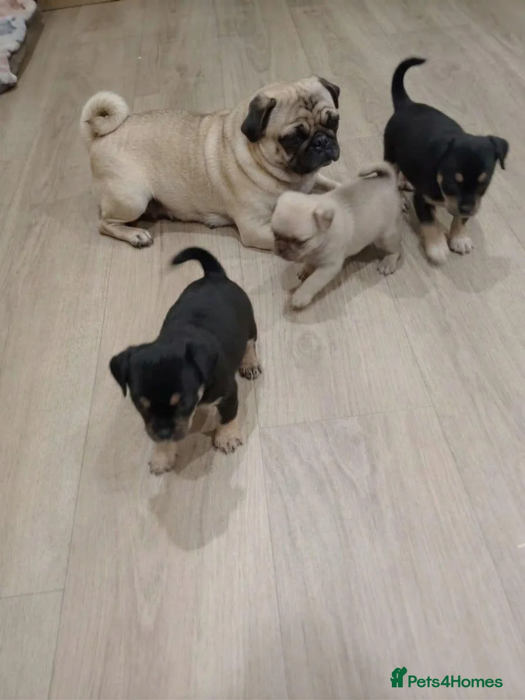 Jug dogs for sale: Jug Puppies in Manchester - Advert 1