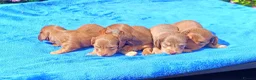 Miniature Dachshund dogs for sale: LONG HAIRED MINI KC REG PRA CLEAR - Advert 2