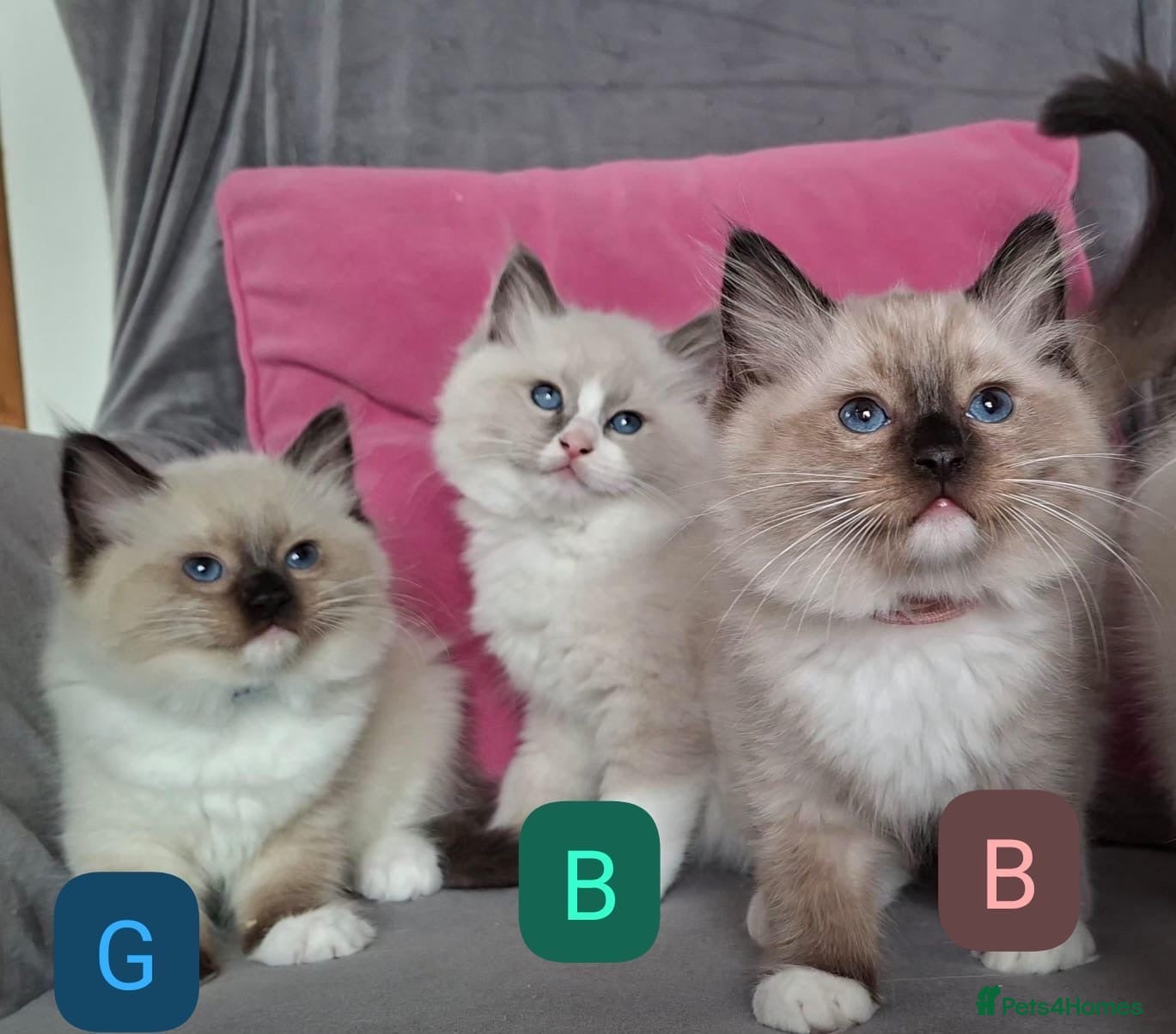 Ragdoll cats 💙GCCF - Last two boys and one girl left 💙 - Advert 16