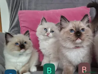 Ragdoll cats 💙GCCF - Last two boys and one girl left 💙 - Advert 16