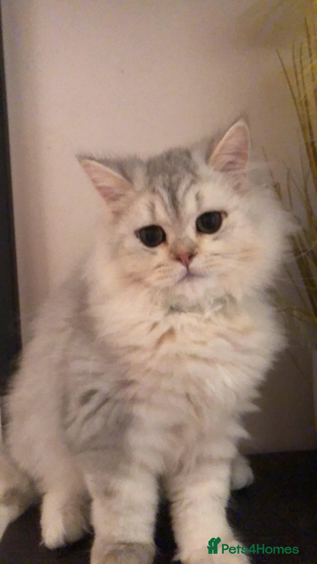 British Longhair cats for sale: British longhair  - Advert 2
