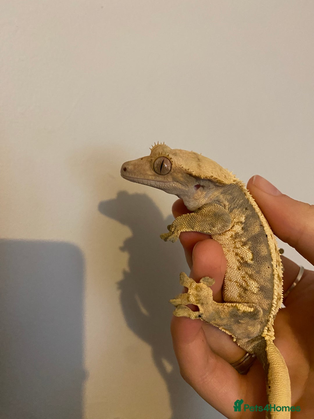 Mixed Breed reptiles for sale: Reptile, invert and amphibian rescue service.  - Image 3