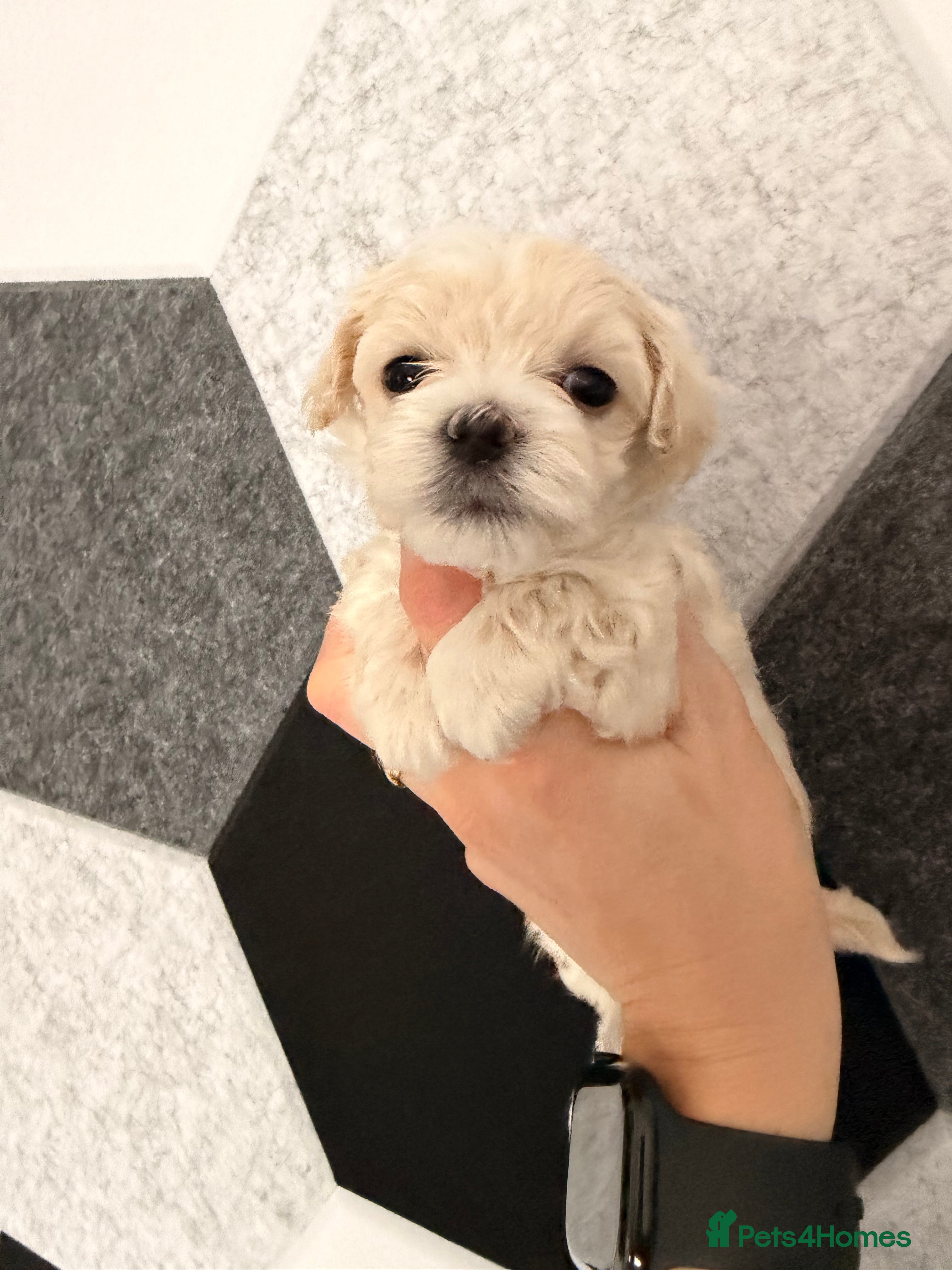 Maltipoo dogs Gorgeous maltipoo F2 - Advert 2
