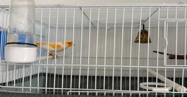 Canaries birds - Advert 16