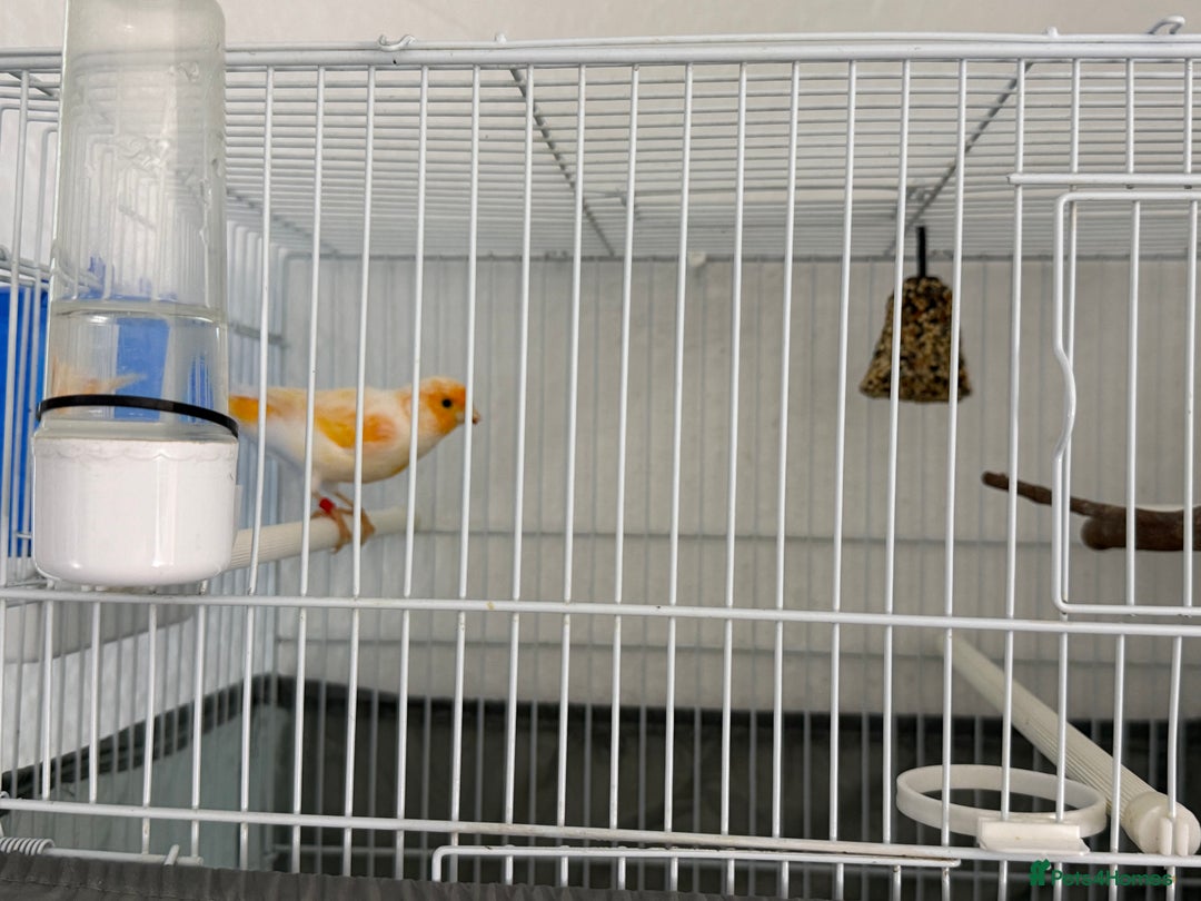Canaries birds for sale: Healthy Male & Female Canaries with Setup - Image 2