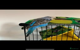 Canaries birds for sale: Budgies canaries zebra finches  - Image 8