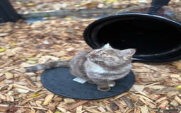 British Shorthair cats for sale: Beautiful choc and caramel (REDUCED) - Image 5