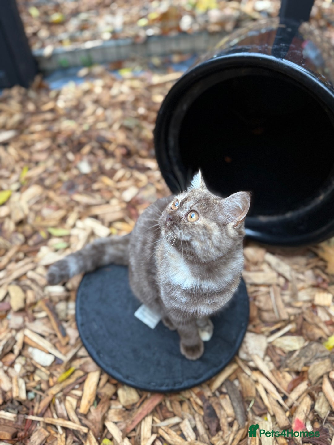 British Shorthair cats for sale: Beautiful choc and caramel (REDUCED) - Image 5