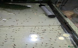 Frog reptiles for sale: Whites Tree Frog Tadpoles for sale  - Image 2