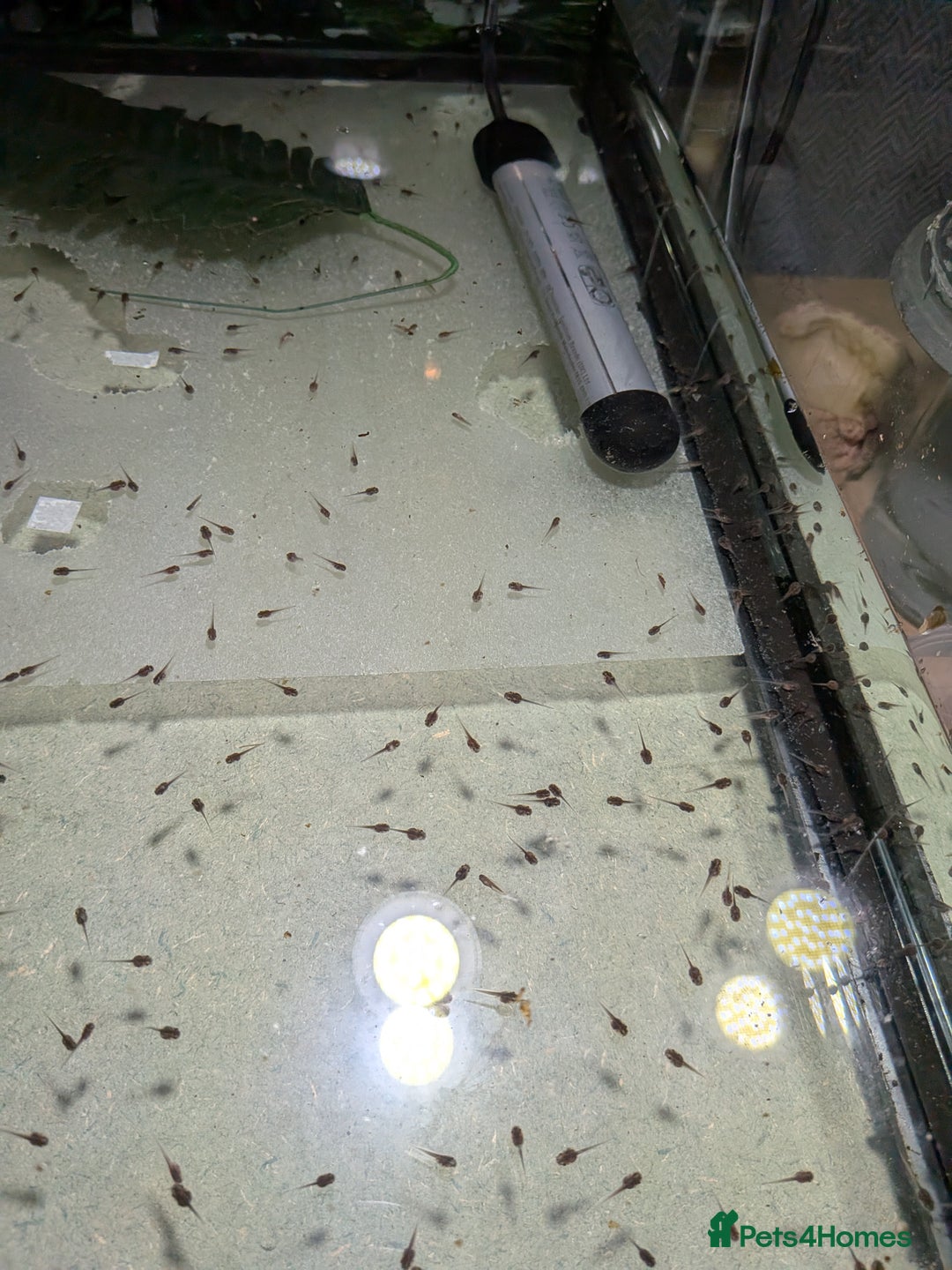 Frog reptiles for sale: Whites Tree Frog Tadpoles for sale  - Image 2