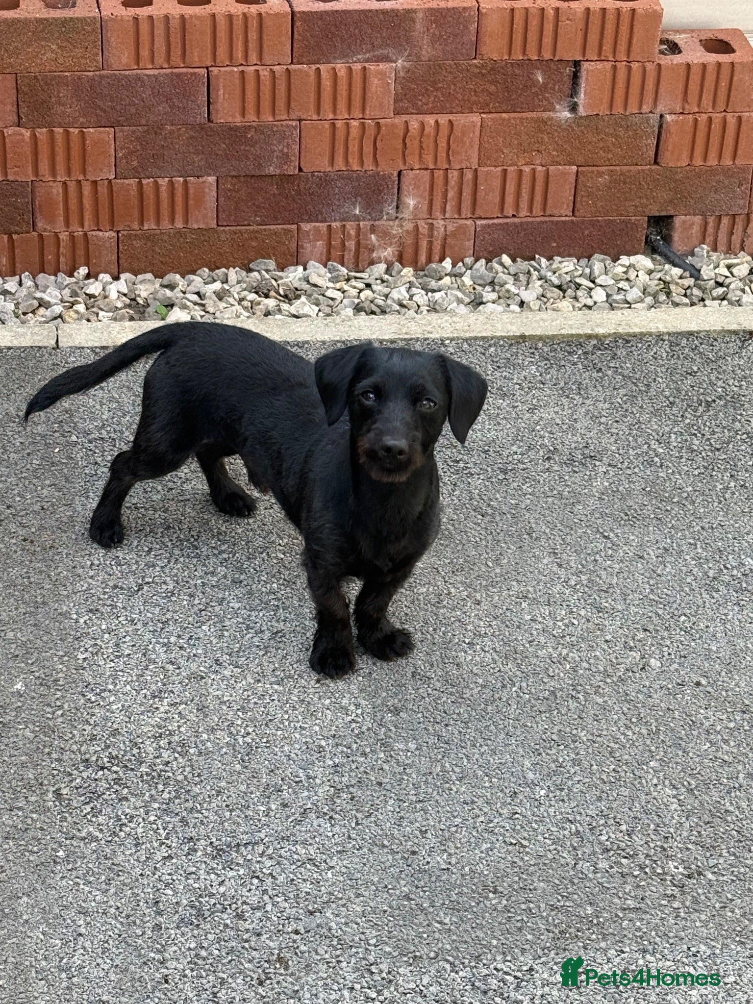 Doxiepoo dogs Doxiepoo male 18 months  - Advert 14
